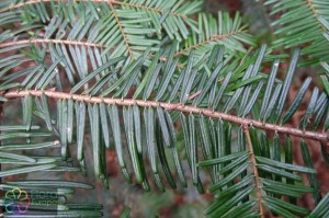 Abies Alba (2).jpg_product